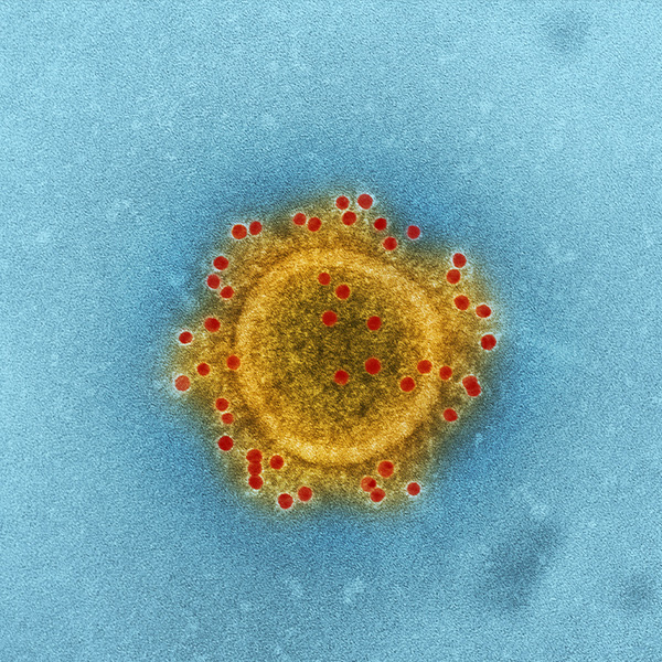 4th YEAR MYCOLOGY,VIROLOGY AND APPLIED MICROBIOLOGY 